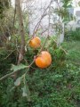 img033.jpg img033.jpg