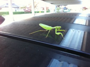 朝カマキリ
